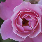 Pink Rose, Northern Israel
