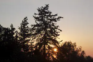 Carmel Forest, Northern Israel