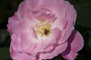 A Bee Lands on a Pink Flower, Northern Israel