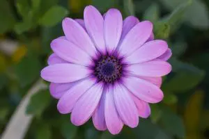 Lavender Flower, Northern Israel