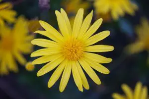 Yellow Flower, Northern Israel