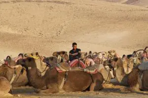 Camels in the Negev Desert, Kfar HaNokdim, Israel