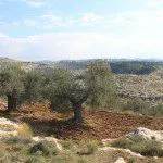 Olive Tree Grove No. 2, Bilin, West Bank