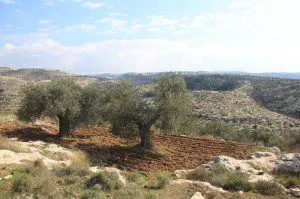 Olive Tree Grove No. 2, Bilin, West Bank