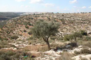 Olive Tree, Bilin, West Bank