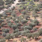 Olive Tree Grove, Bilin, Palestine, West Bank