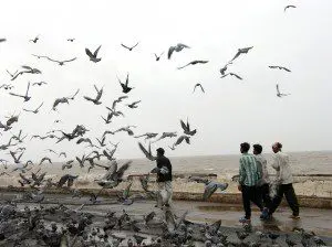 Pigeons by The Arabian Sea, Mumbai, India
