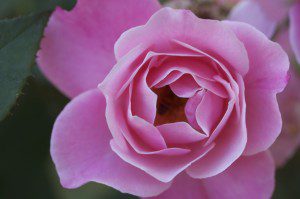 Pink Rose, Northern Israel