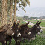 Donkeys on a Kibbutz, Southern Israel