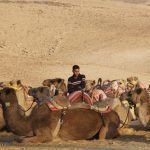 Camels in the Negev Desert, Kfar HaNokdim, Israel