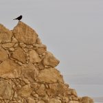A Bird Sits Atop an Ancient Wall on Masada, Southern Israel