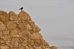 A Bird Sits Atop an Ancient Wall on Masada, Southern Israel