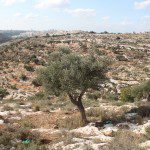 Olive Tree, Bilin, West Bank