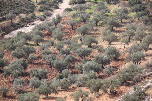 Olive Tree Grove, Bilin, Palestine, West Bank