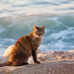 Stray Cat on the Beach, Tel Aviv, Israel