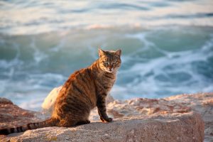 Stray Cat on the Beach, Tel Aviv, Israel
