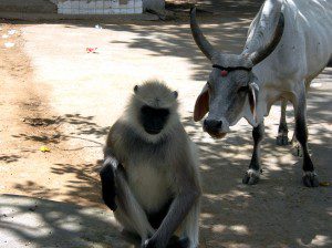 A Monkey and a Cow, Mount Abu, Rajasthan, India