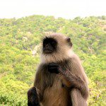 A Monkey in Mount Abu, Rajasthan, India