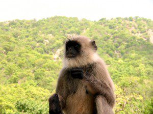 A Monkey in Mount Abu, Rajasthan, India