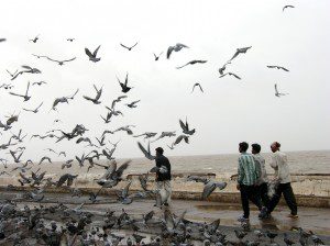 Pigeons by The Arabian Sea, Mumbai, India