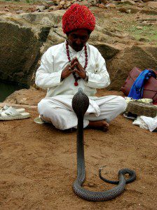 The Snake Charmer and King Cobra, Gujarat, India