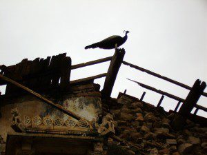 Peacock Sits on a Roof, Gujarat, India